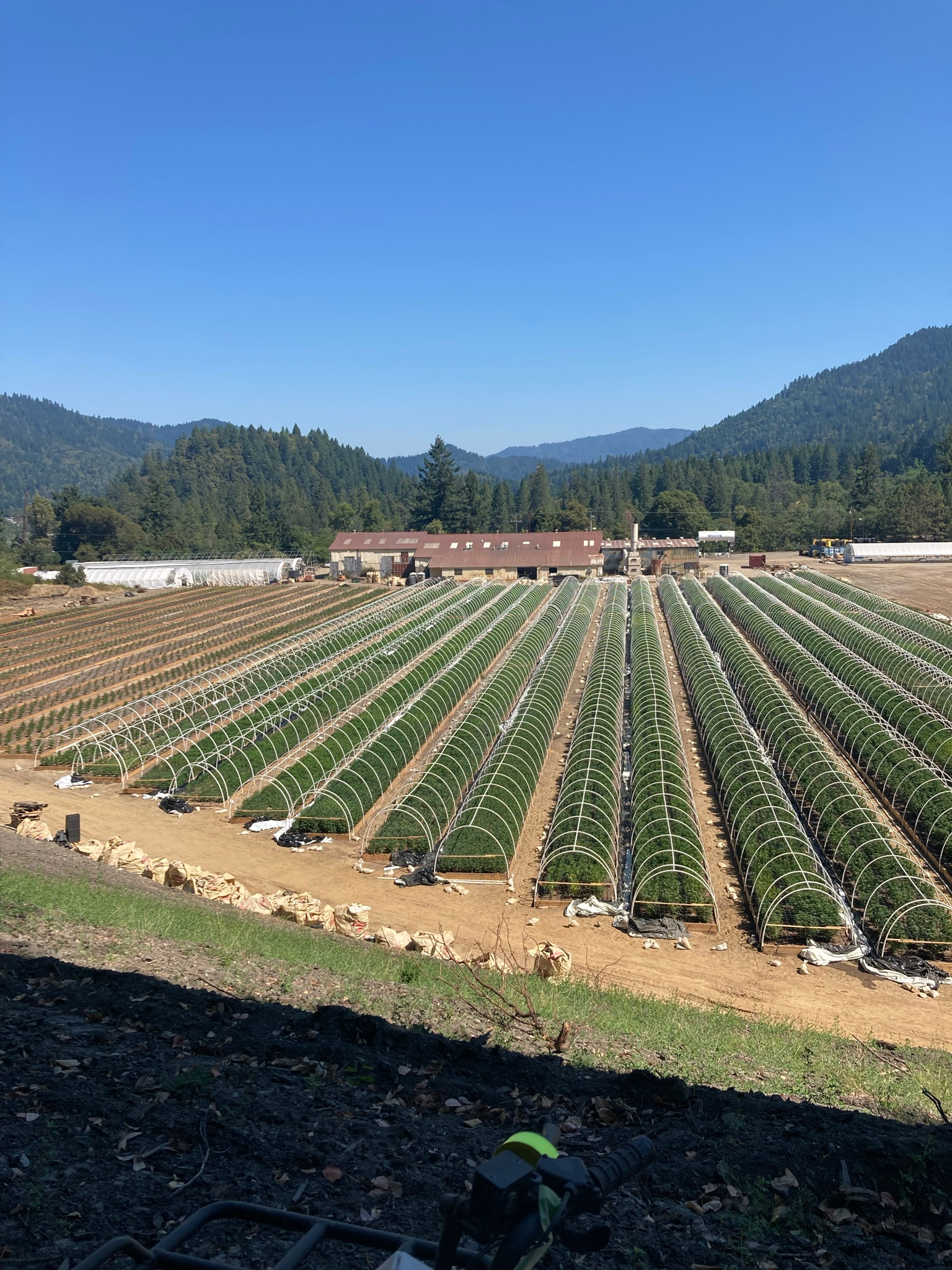 Large-scale commercial cannabis cultivation facility developed in Northern California
