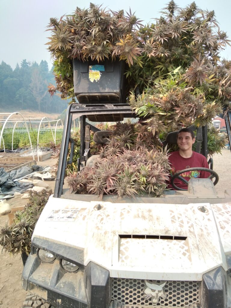 Utility vehicle loaded with freshly harvested cannabis plants during outdoor cultivation harvest
