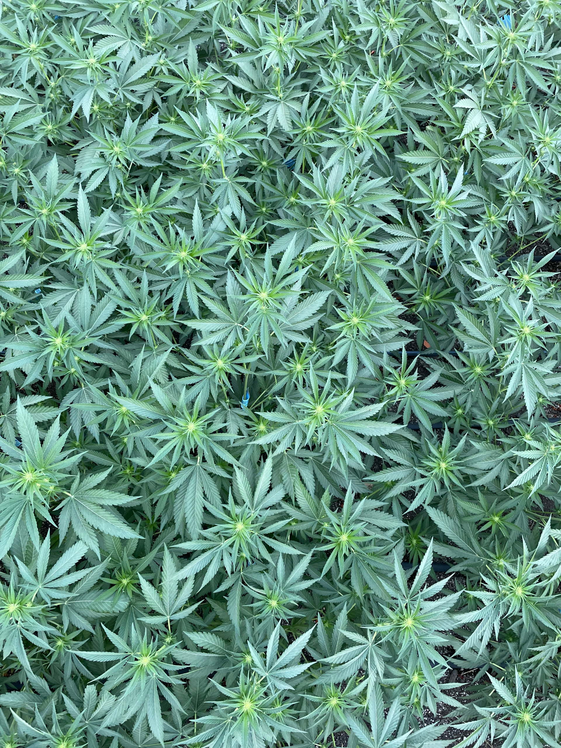 Commercial cannabis cultivation canopy at a Humboldt County growing operation