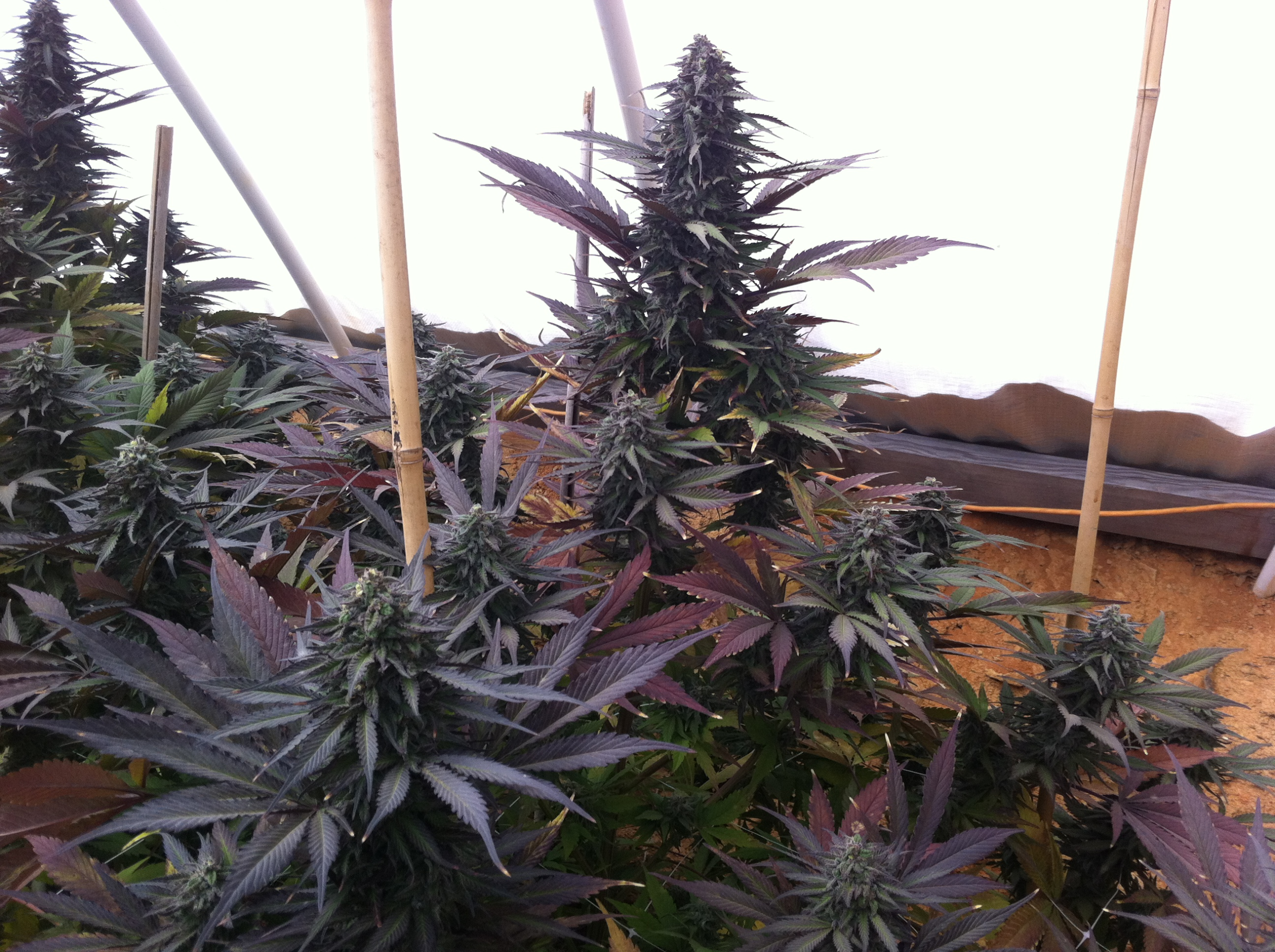 Commercial cannabis cultivation and facility operations