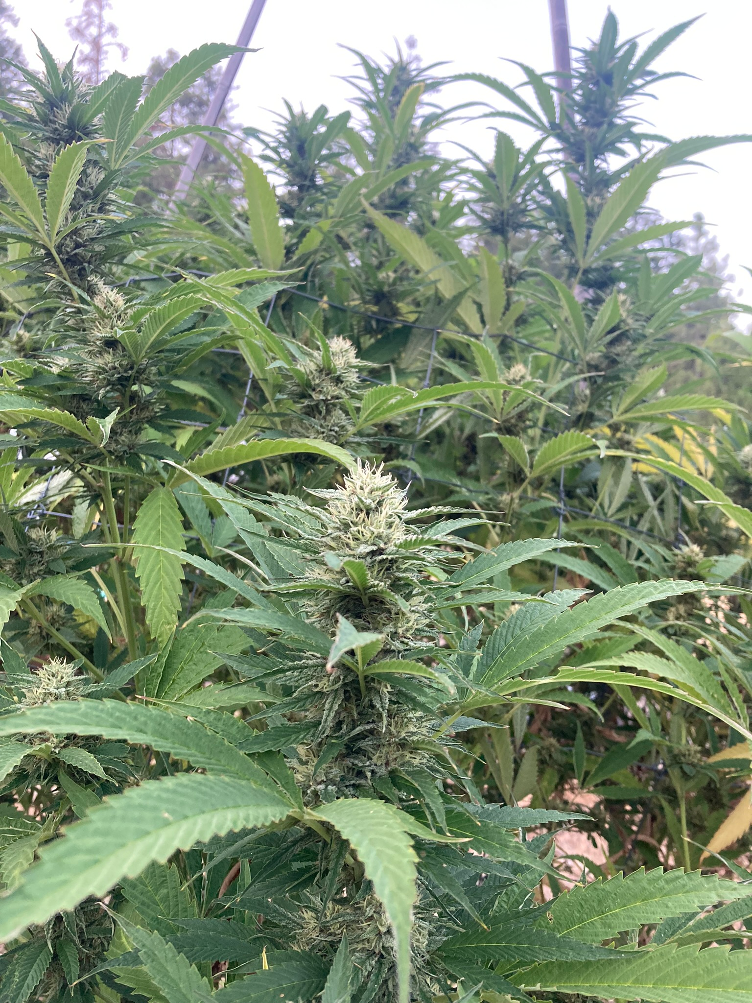 Cannabis production and cultivation operations