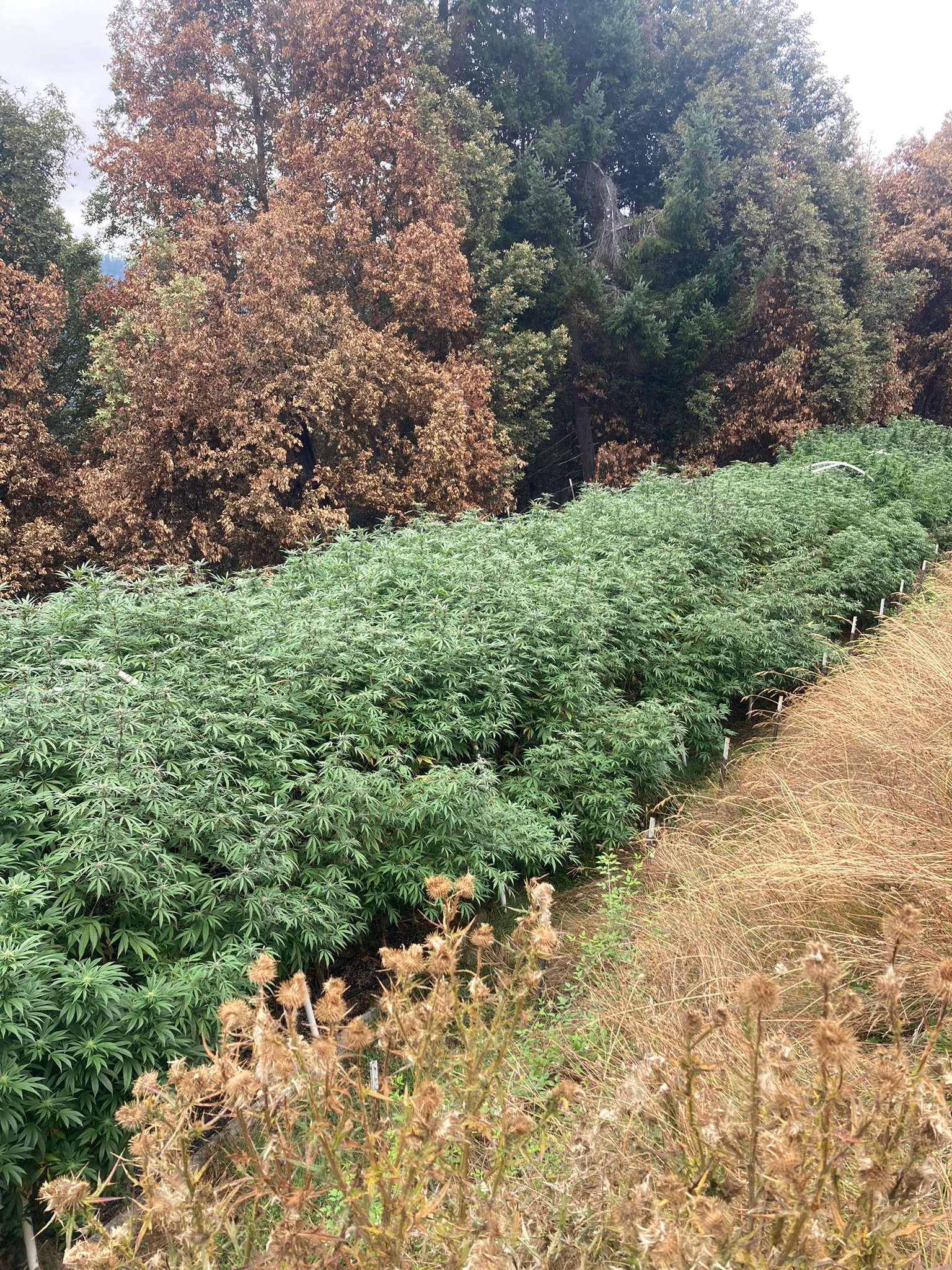 Commercial cannabis cultivation and production environment