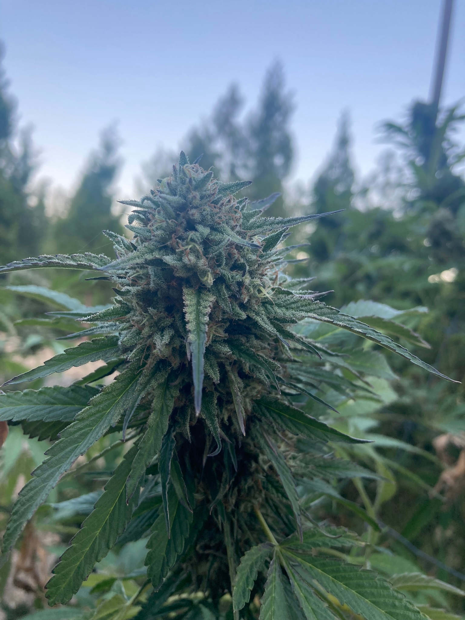 Cannabis cultivation operations and plant production