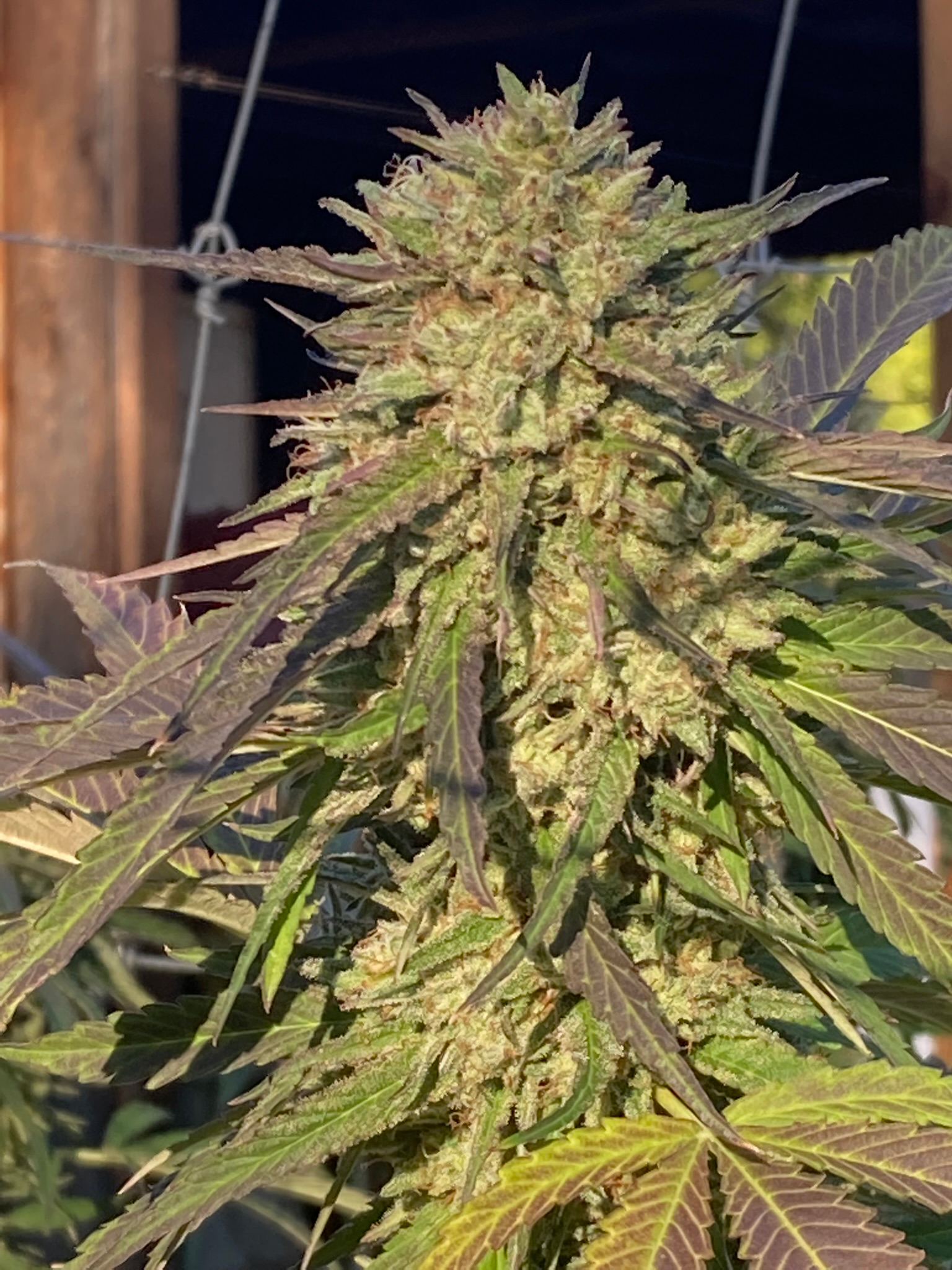Commercial cannabis production and cultivation