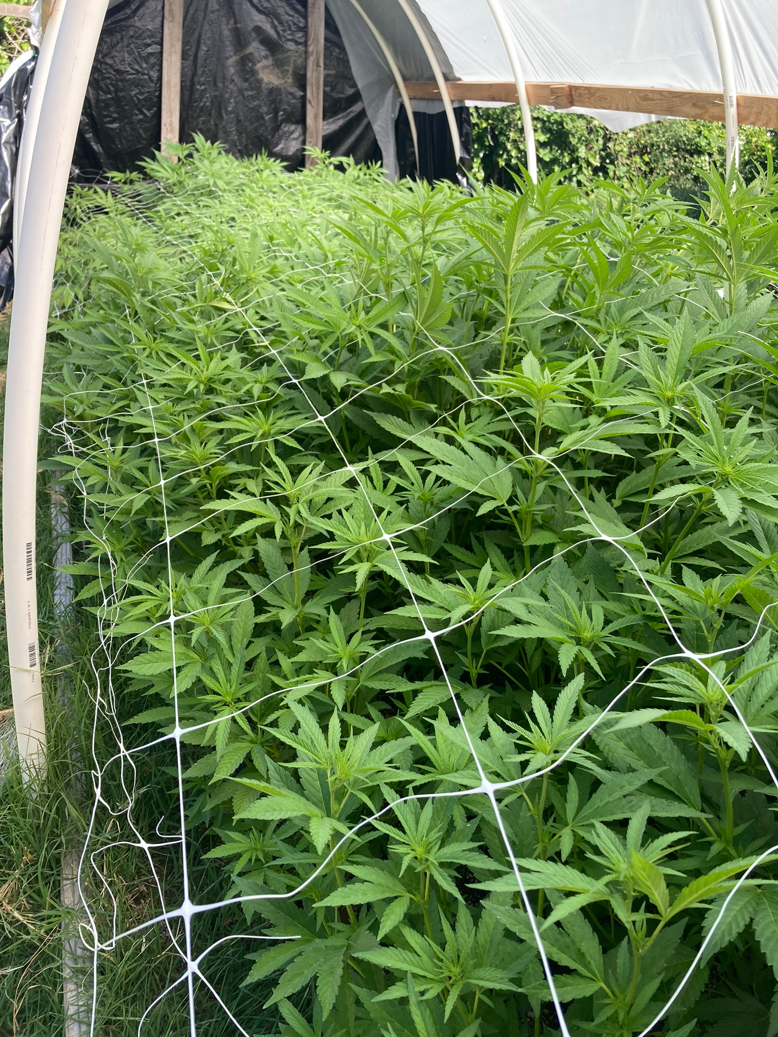 Commercial cannabis cultivation photographed during Secund Look's field experience