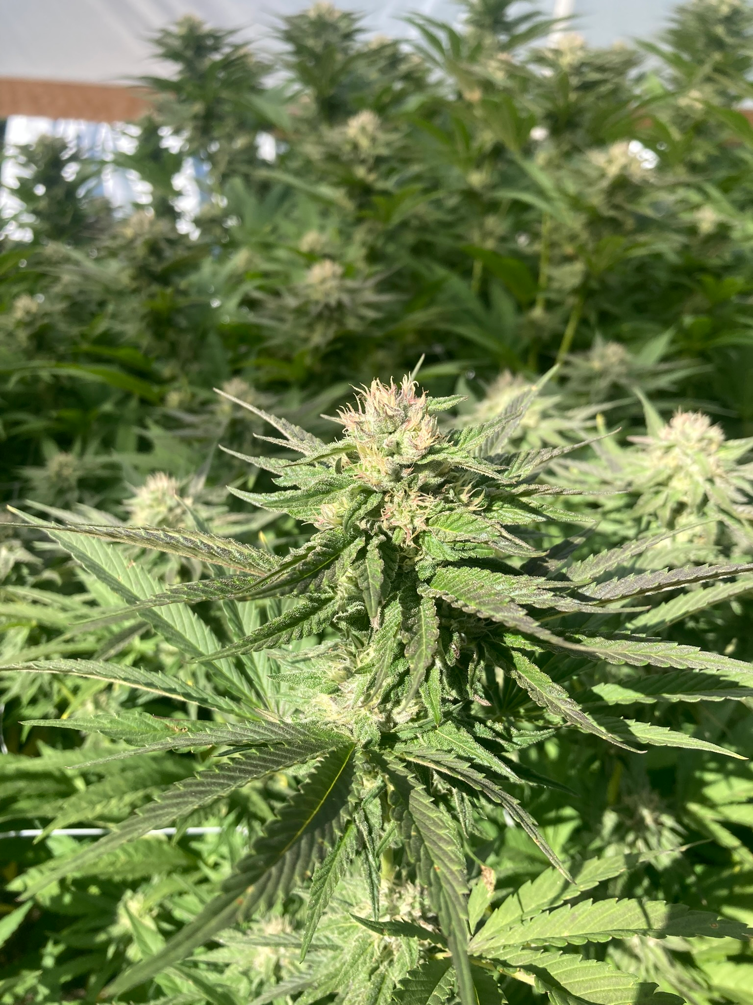 Cannabis cultivation and plant production detail