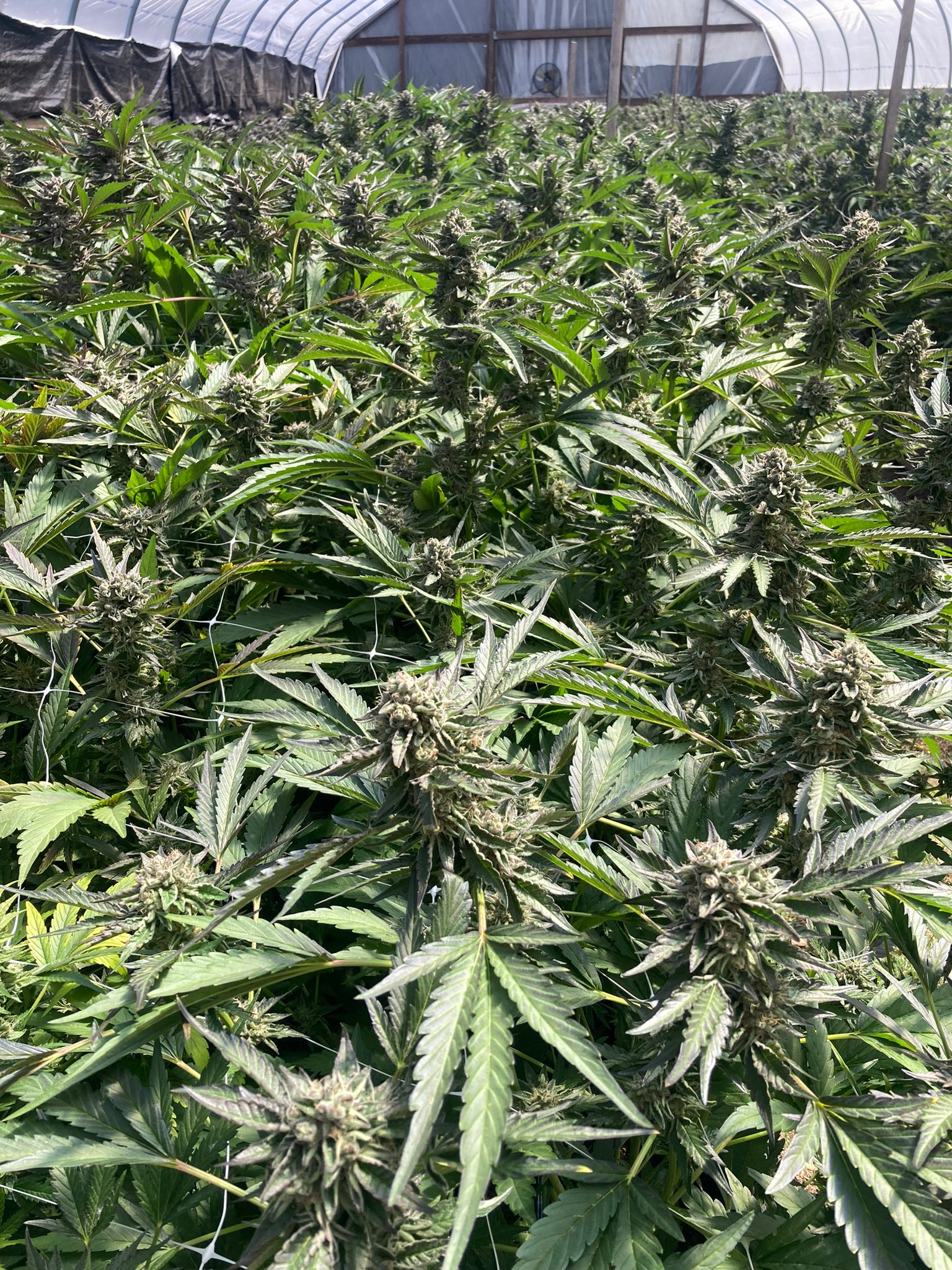 Cannabis production and cultivation operations