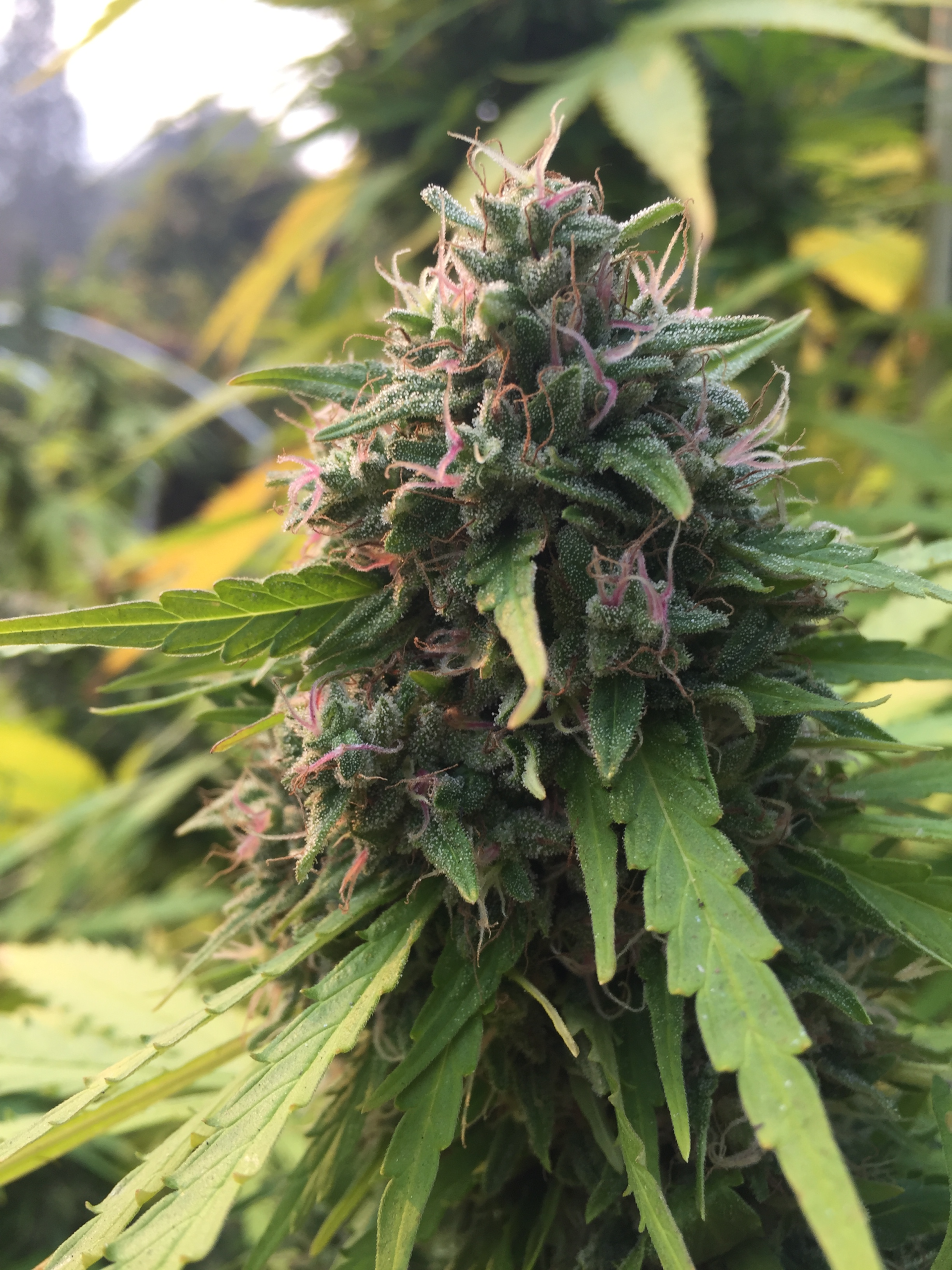 Cannabis plants at an outdoor cultivation site