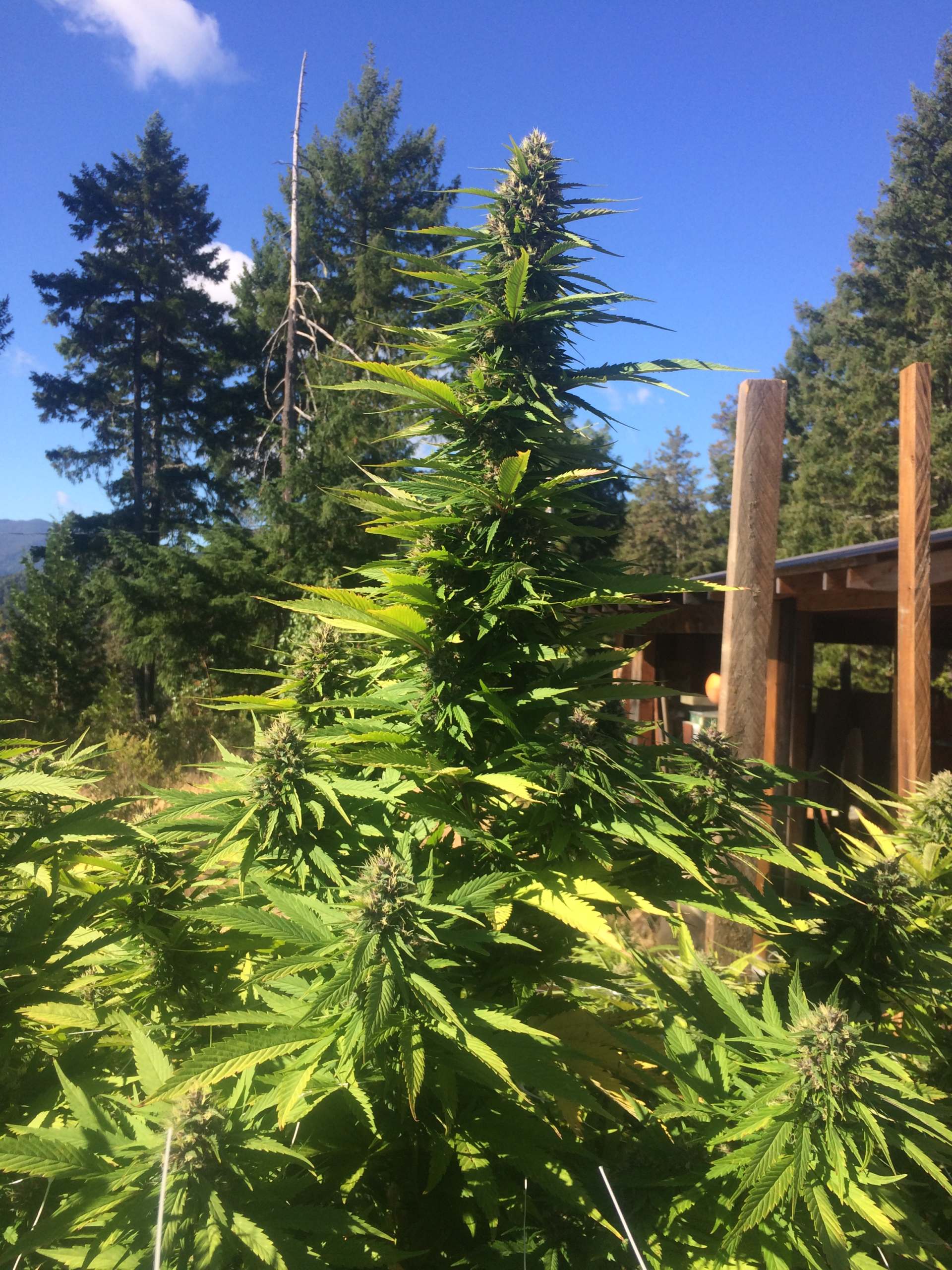 Cannabis cultivation and operational facility detail