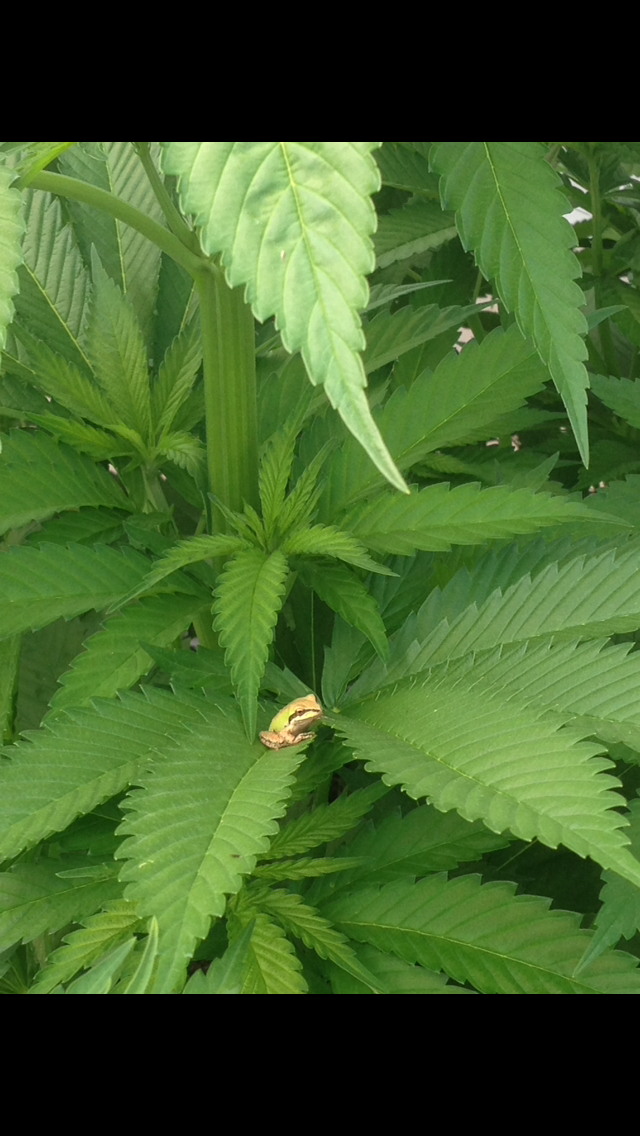 Commercial cannabis cultivation and facility operations