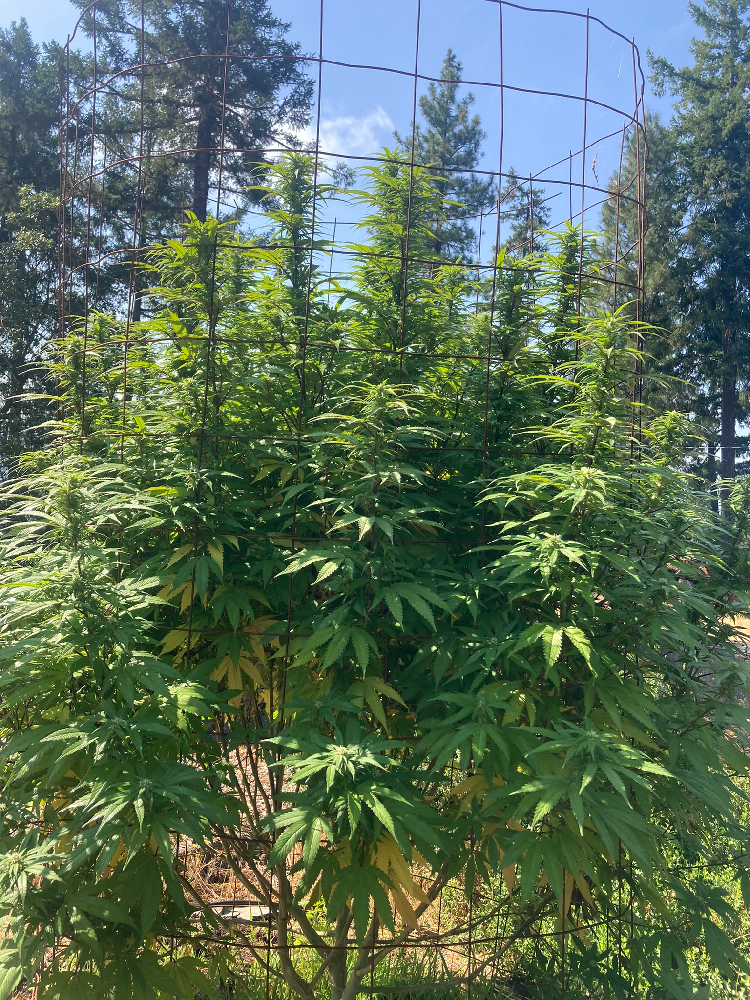 Close-up of dense mature cannabis flower showing purple and green coloration