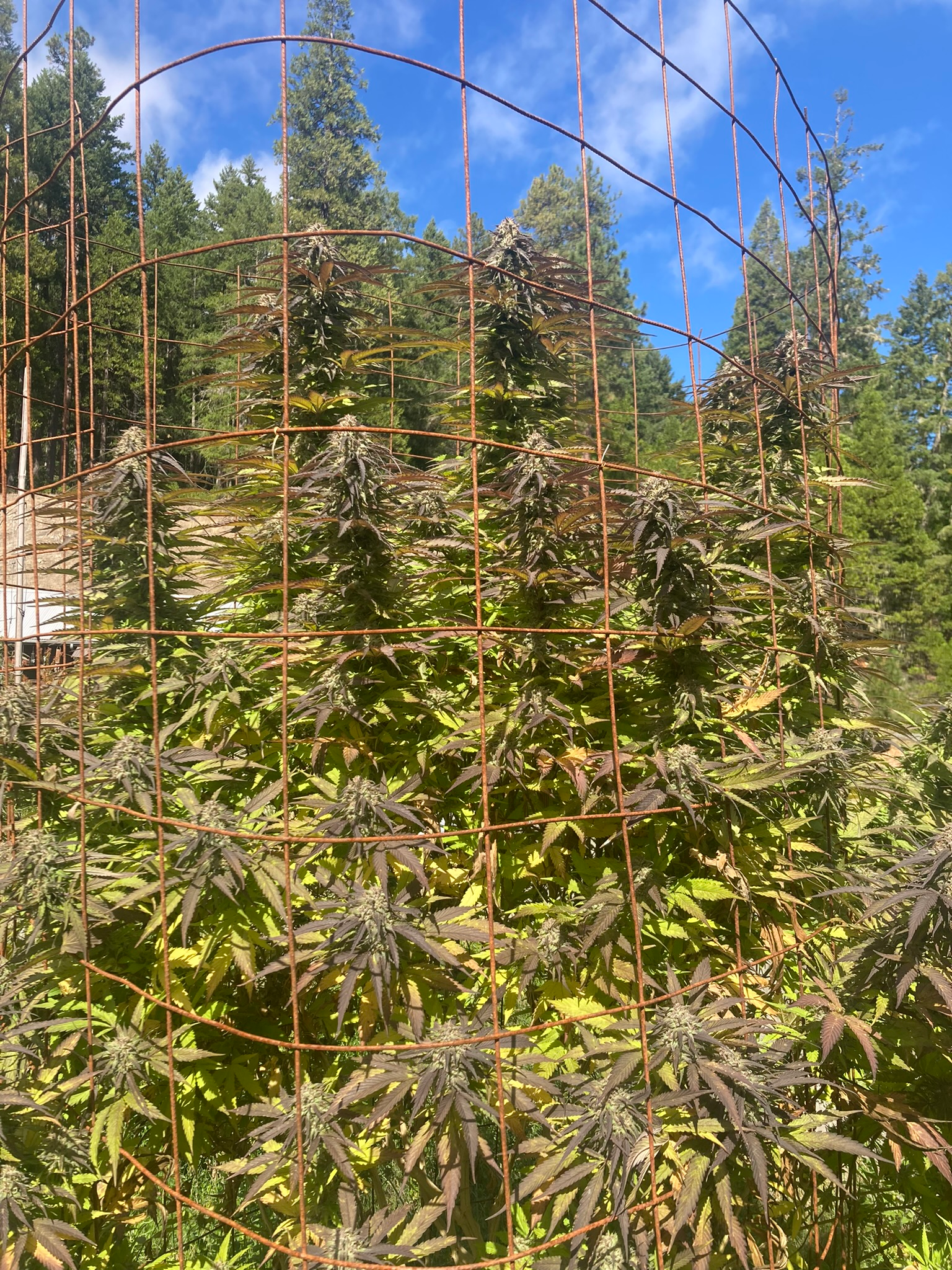 Cannabis plants in a cultivation operation