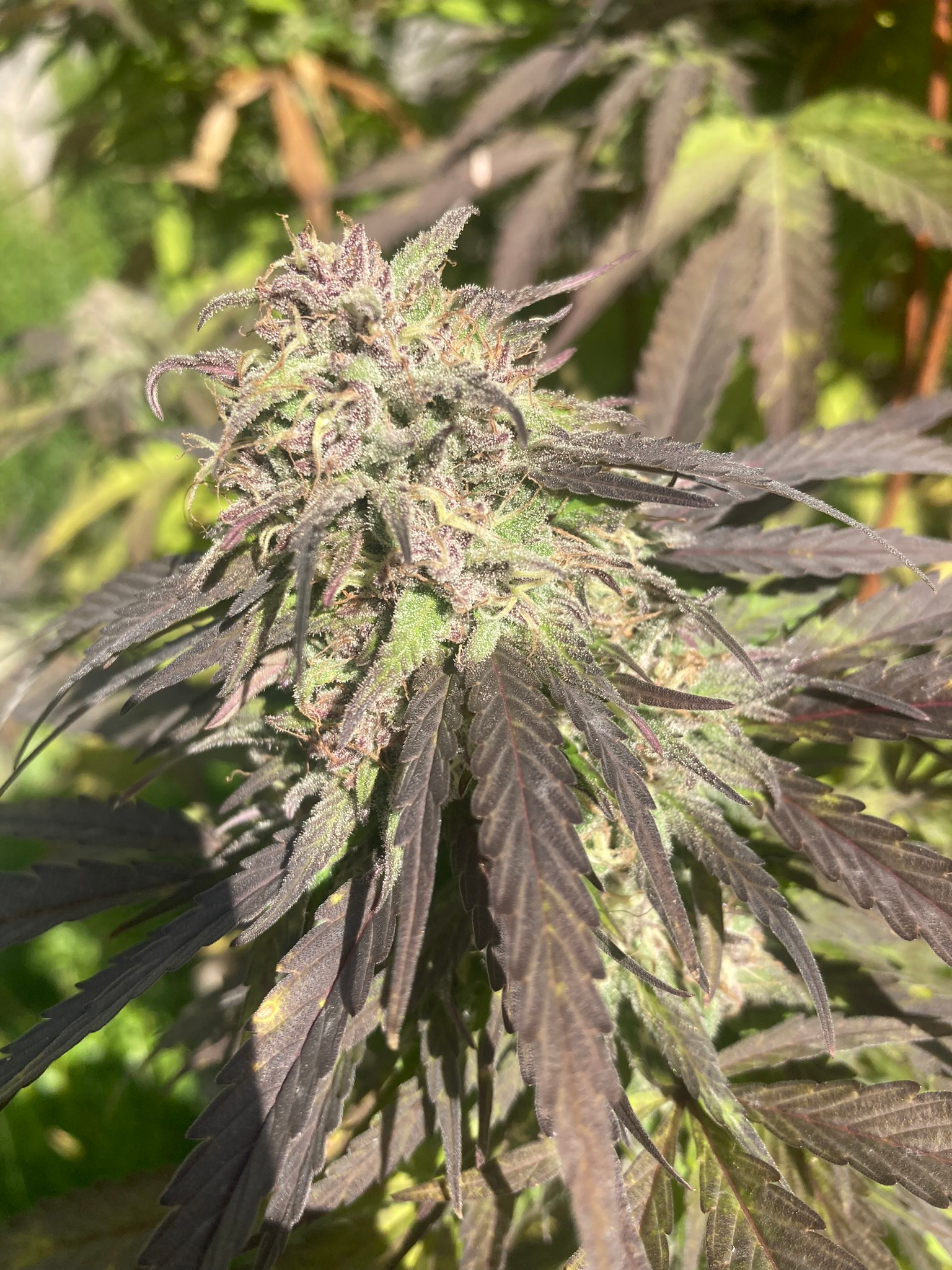Mature cannabis flowers growing on a cultivated plant