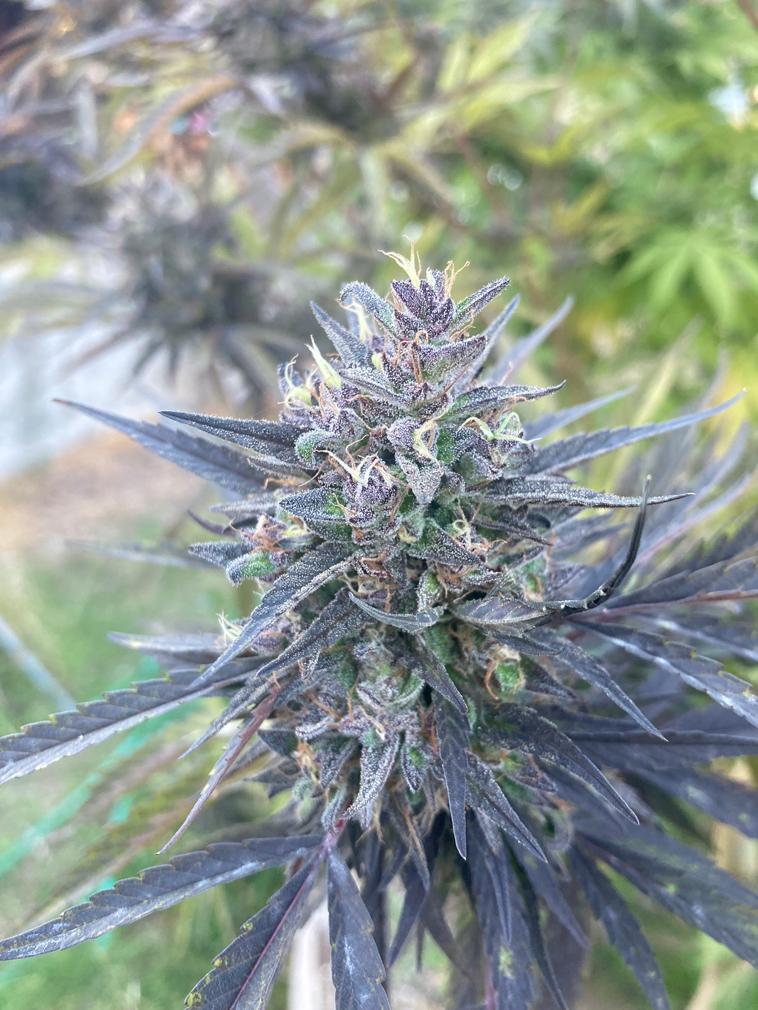 Cannabis cultivation and production photograph