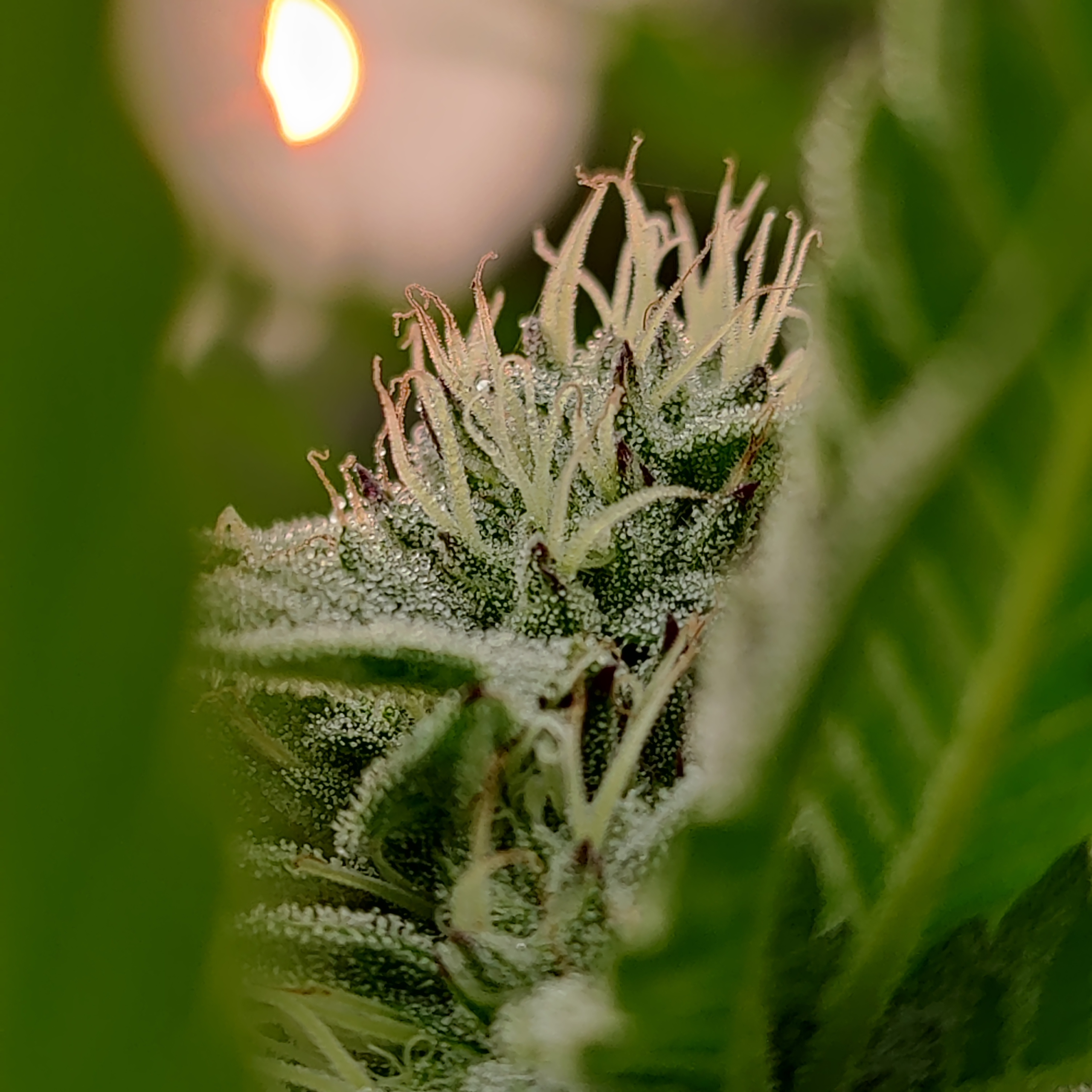 Cannabis plants in a commercial cultivation environment